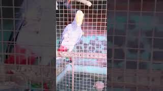 khane Mein Biji Hain Aaj Hamare Sare Birds African grey red drum bajri parrot and rosella parrot 👍