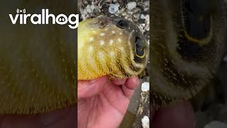 Puffer Fish Inflating in Hand || ViralHog