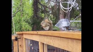 Two Minutes Of The Squirrel Eating Seeds