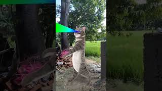 cat 😺 funny # dance 🤣 viral # video 📷 trending # short 🙏🏻