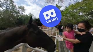 [VR180 VR 3D] Toddler Riley Horse Feeding @ Gallop Stable at Pasir Ris | Virtual Reality Oculus