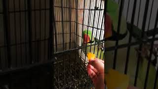 Papaya papaya papaya #alexandrineparakeet #papaya #funny