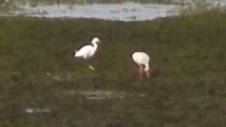 White Ibis and Snowy Egret feeding during Summer Solstice low tide