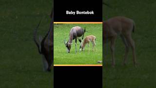 What makes a baby Bontebok's tail wag?