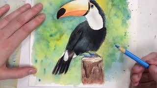 How to: Watercolor & Ink Toucan