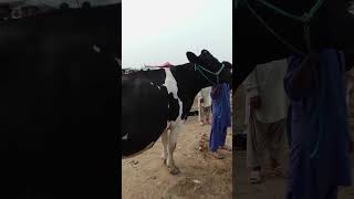 Holstein Friesian Cow||#livestock #viral #shorts #trendingvideo  #livestockshow #livestockpakistan