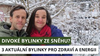 Divoké Bylinky ZE SNĚHU: Příroda plná ZDRAVÍ a ENERGIE! - 3 Aktuální bylinky