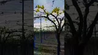 CULTIVO DE UVA DE MESA 🍇🍇 EN EEUU. INICIO DE BROTACION