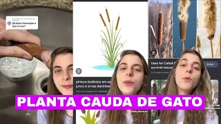 Planta cauda de gato - Lilium Educacao (TikTok)