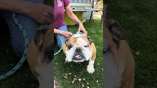 NEW A5649293 Francis | English Bulldog