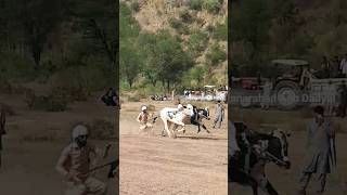 bull race