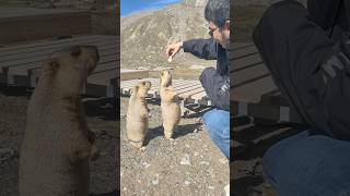 Pampering Two Adorable Chubby Himalayan Marmots#cutemarmot #cuteanimals #marmot #marmota #animals