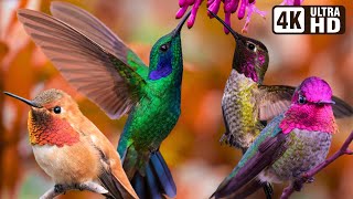 Beautiful Bird Sounds | Hummingbird | Breathtaking Nature | Stress Relief & Healing Ambiance