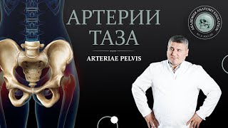 Внутренняя подвздошная артерия. Артерии таза / arteriae pelvis