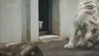 Funny White Tiger Video Small Cat What Happend 🤔