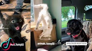 Funny Animals Tiktok Compilation #133