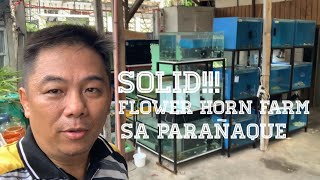 BISITAHIN NATIN ANG ISANG SOLID NA FLOWER HORN FARM (HD) | V0497