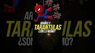 ¿Las ARAÑAS Y TARÁNTULAS SON LO MISMO? 🕷️🕸️/ Diferencias #animales #arañas #araña #tarantula