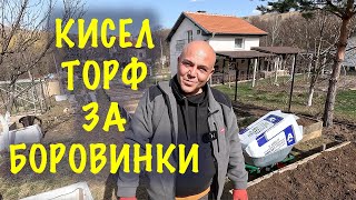 Слагаме кисел торф на лехите с боровинки