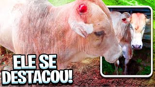 O BOI QUE RANCOU O CHIFRE PULOU DEMAIS|ADB TESTE DOS GARROTES