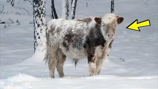 Якутский бык сбежал в лес, фермер был в ужасе когда встретил его и вот почему!