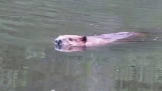 Beaver swimming in a pond