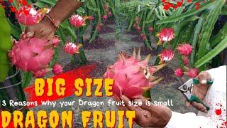 क्यों आपके ड्रैगन फ्रूट का साइज छोटा रह जाता है|3 Reasons why your Dragon Fruit  size is small 🤔