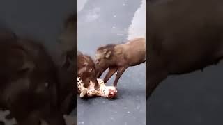 3 pigs killing a leopard in the middle of the road #wildlife #wildattack #wildanimals attack