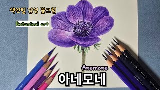 초보자를 위한 색연필로 그리는 아네모네 / Anemone drawing with colored pencils for beginners