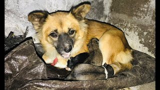 Heartbreaking | Taking care of a mother dog and her three babies 😌