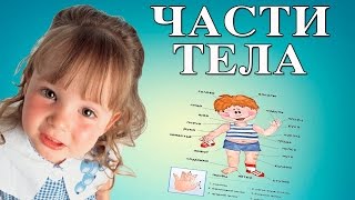 Части тела. Обучающие и развивающие видео для детей в HD качестве