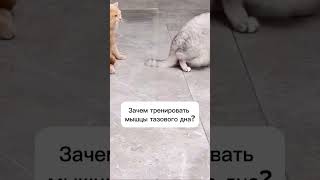 ФИГА СЕ!! #КОТЫ #ЮМОР #ПРИКОЛ