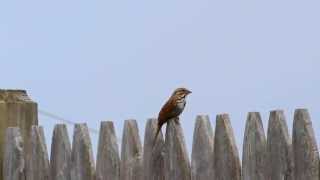 Song Sparrow Call