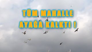 BU KAÇAK TÜM MAHALLEYİ AYAĞA KALDIRDI! (SARI MACAR)