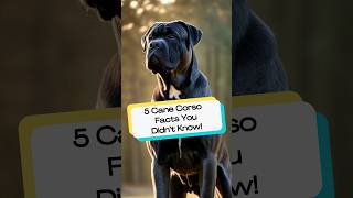 5 Cane Corso Facts You Did Not Know! #CaneCorso #DogBreed #ItalianMastiff #Shorts #DogFacts