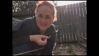 Gardening #gardening #potato