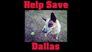 Help Save Dallas