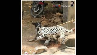 Fake Tiger lion liopard Prank on Cute dog and That Was Crazy @sekhar84prank#short#shorts