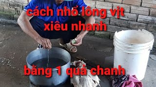 Cách nhổ lông ngan vịt nhanh , hiệu quả bất ngờ với 1 quả chanh