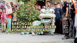 Barongsai ikut ikutan perform di acara pawai taaruf maulid Nabi Muhammad SAW Komunitas Burdah