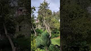 Morning Garden Walk @ Cliffton Resort Kodaikanal | Part 2