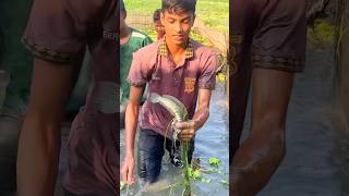 শুরুতেই শোল মাছ #fishing #shorts #fish .