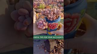 Useful tips for succulents 🪴 #suculentas #다육이들 #多肉植物 #garden #Shorts