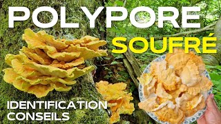 [ #masterclass champignons comestibles ] ➡️ Identifier le Polypore soufré, un délicieux comestible