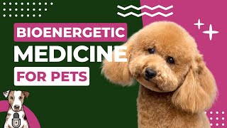 Bioenergetic Medicine for Pets with Dr. Erin Holder of FloridaWild Veterinary Hospital