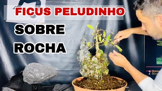 ☀️Desvendando a Arte: Bonsai de Ficus Sobre Rocha - Estilização do Ficus  no Estilo Ishitsuki!