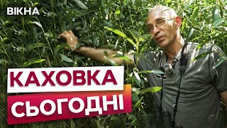 На КАХОВСЬКІЙ ГЕС виріс ОАЗИС 🤯 КІЛОМЕТРИ ЛІСУ на місці ТРАГЕДІЇ | ЕКОЛОГ В ШОЦІ...