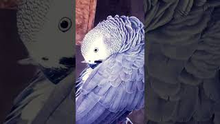 African grey#birds #vlog #video #africangrey #parrort #shorts video👍