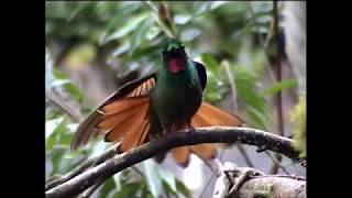 BEIJA FLOR RUBI exigindo seu papo de fogo - Heliodoxa rubricauda