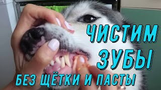 Как чистить зубы собаке ?/В домашних условиях